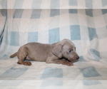 Small #2 Weimaraner
