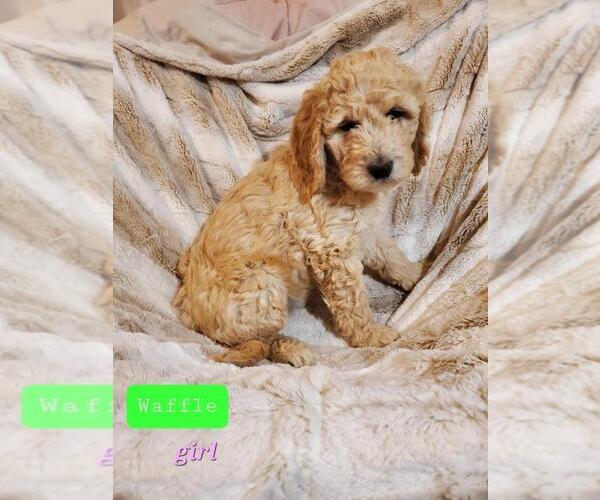 Medium Photo #3 Goldendoodle Puppy For Sale in PHOENIX, AZ, USA