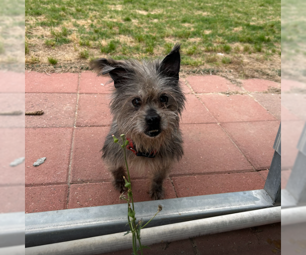 Medium Photo #6 Mutt Puppy For Sale in Pacolet, SC, USA