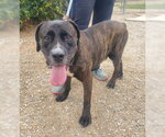 Small #3 Presa Canario Mix