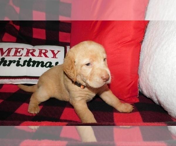 Medium Photo #2 Labrador Retriever Puppy For Sale in NEENAH, WI, USA