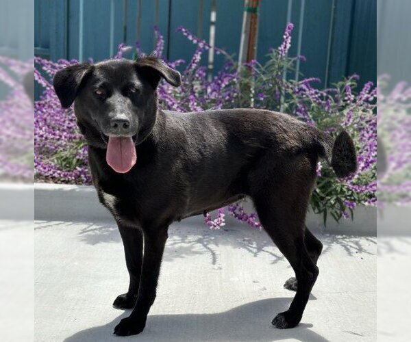 Medium Photo #2 Labrador Retriever Puppy For Sale in Pacific Grove, CA, USA