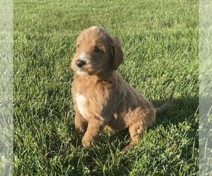 Goldendoodle (Miniature) Puppy for sale in NILES, MI, USA