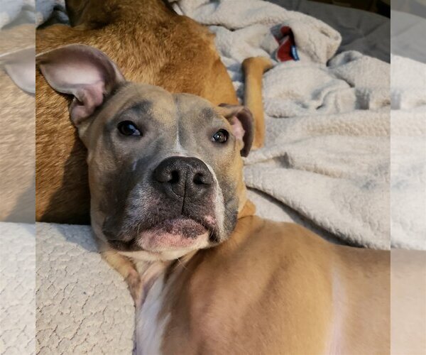 Medium Photo #8 American Pit Bull Terrier-Unknown Mix Puppy For Sale in Farmington, MN, USA