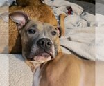 Small #7 American Pit Bull Terrier Mix