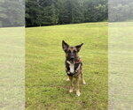 Small #2 German Shepherd Dog