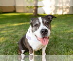 Small #16 American Staffordshire Terrier Mix