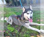 Small #2 Alusky