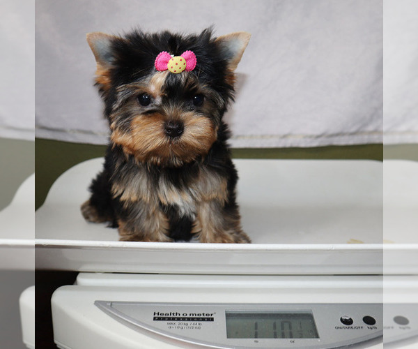 Medium Photo #5 Yorkshire Terrier Puppy For Sale in LOS ANGELES, CA, USA