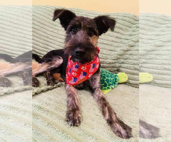Medium Photo #5 Mutt Puppy For Sale in Dallas, TX, USA