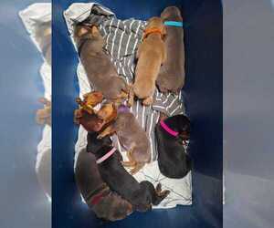 Doberman Pinscher Litter for sale in DAVENPORT, FL, USA