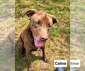 Chocolate Labrador retriever-Unknown Mix Dogs for adoption in Rockaway, NJ, USA