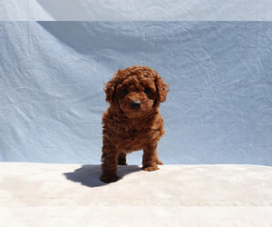 Poodle (Toy) Puppy for sale in LOS ANGELES, CA, USA