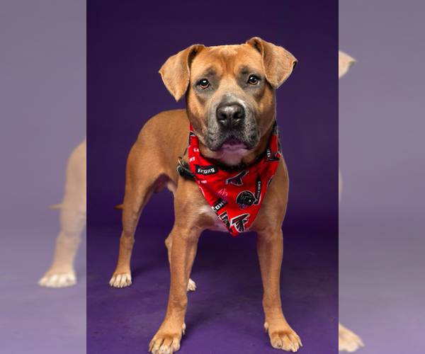 Medium Photo #1 Black Mouth Cur-Unknown Mix Puppy For Sale in Decatur, GA, USA