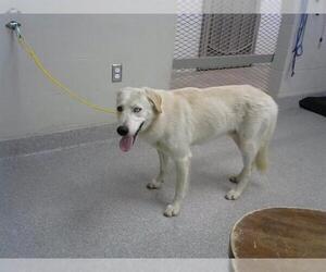 Labrador Retriever-Unknown Mix Dogs for adoption in Pasadena, TX, USA