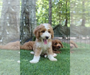 Goldendoodle (Miniature) Dog for Adoption in SCOTTSVILLE, Virginia USA