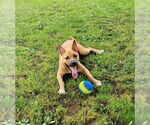Small #1 American Staffordshire Terrier Mix