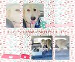 Small #29 Great Pyrenees
