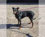 Small #2 Doberman Pinscher Mix