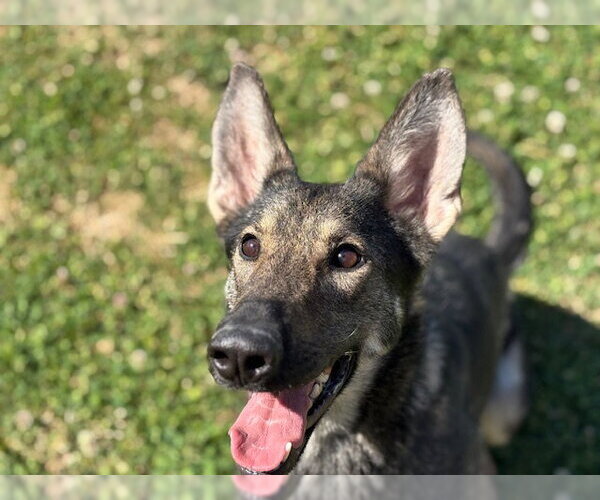 Medium Photo #1 German Shepherd Dog-Unknown Mix Puppy For Sale in Tulsa, OK, USA