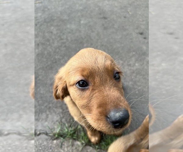 Medium Photo #1 Golden Irish Puppy For Sale in MOUNT PROSPECT, IL, USA