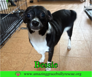 Chihuahua-Unknown Mix Dogs for adoption in Milton, FL, USA