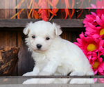 Small #2 Maltese