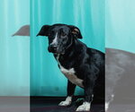 Small #1 Retriever  Mix
