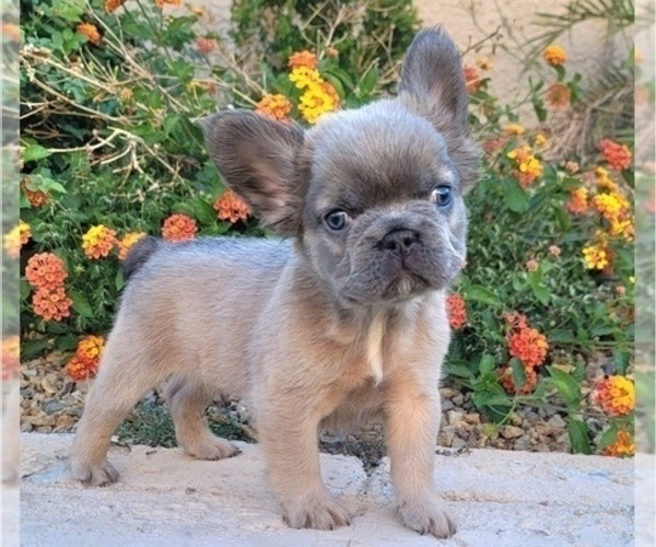 Medium Photo #11 French Bulldog Puppy For Sale in LAS VEGAS, NV, USA