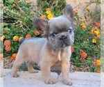 Small #10 French Bulldog