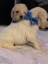 Small Photo #34 Goldendoodle Puppy For Sale in VACAVILLE, CA, USA