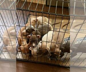 American Pit Bull Terrier-Bullypit Mix Puppy for sale in WARNER ROBINS, GA, USA
