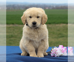 Small Photo #7 English Cream Golden Retriever Puppy For Sale in BIRD IN HAND, PA, USA