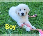 Small Photo #12 English Cream Golden Retriever Puppy For Sale in WEEKI WACHEE, FL, USA