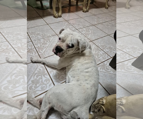 Medium Photo #3 Boxer Puppy For Sale in Dumont, NJ, USA