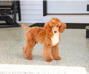 Poodle (Miniature) Puppy for sale in SYRACUSE, IN, USA