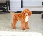 Small Poodle (Miniature)