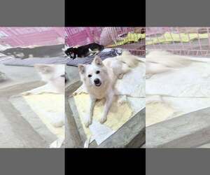 Unknown-pomeranian spitz Mix Dogs for adoption in Agoura Hills, CA, USA