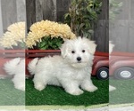 Small #1 Coton de Tulear