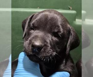 American Staffordshire Terrier-Unknown Mix Dogs for adoption in San Antonio, TX, USA