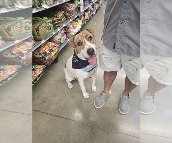 Medium Photo #13 Labrador Retriever-Unknown Mix Puppy For Sale in Rosenberg, TX, USA