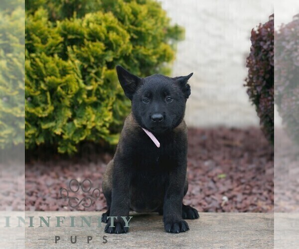 Medium Photo #1 Belgian Malinois Puppy For Sale in HONEY BROOK, PA, USA