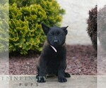 Small Belgian Malinois