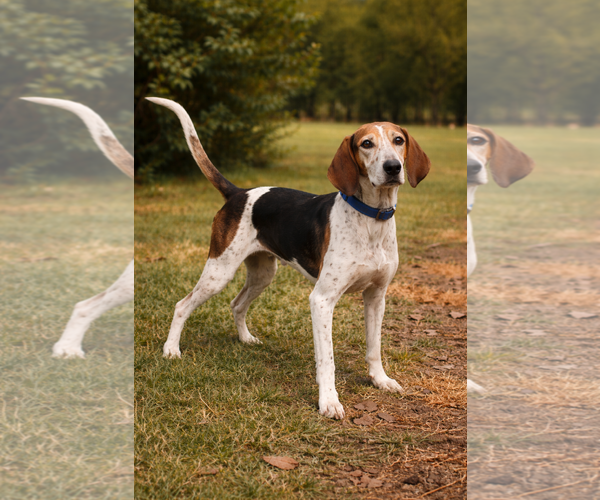 Medium Photo #8 Mutt Puppy For Sale in Rustburg, VA, USA