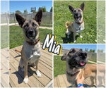 Small Akita Mix