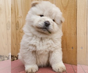 Chow Chow Puppy for sale in FELTON, CA, USA