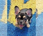 Small Photo #4 French Bulldog Puppy For Sale in MANHATTAN, NY, USA