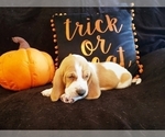 Small Photo #2 Basset Hound Puppy For Sale in CLAREMORE, OK, USA