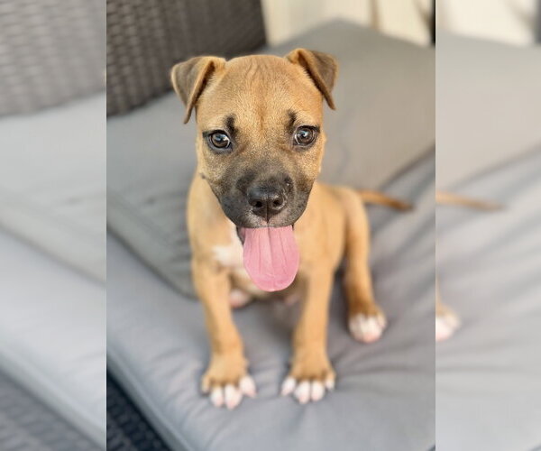 Medium Photo #3 Boxer-Unknown Mix Puppy For Sale in Royal Palm Beach, FL, USA