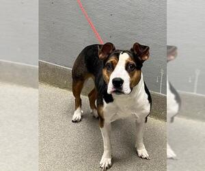 Mutt Dogs for adoption in Las Vegas, NV, USA